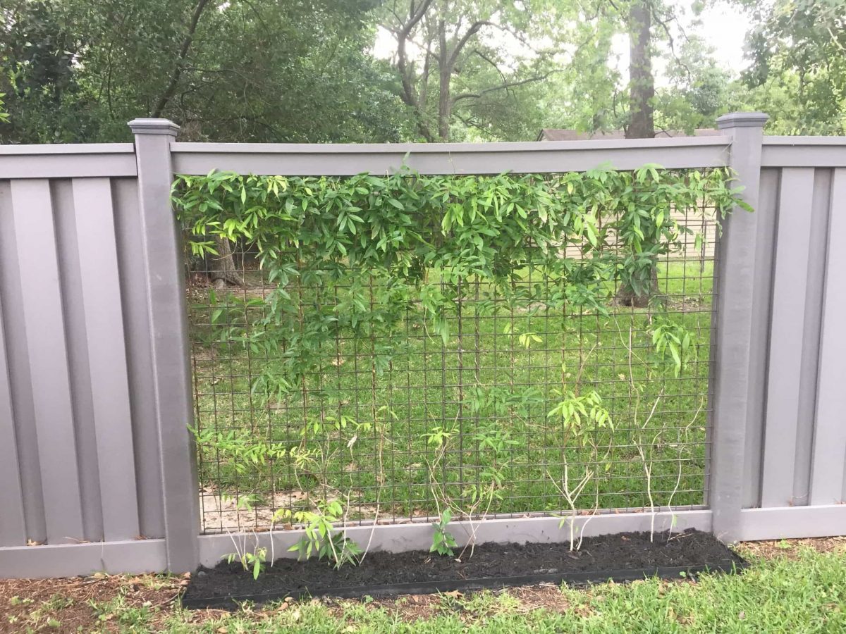 Vines Starting to Grow on Wire Mesh with Trex Seclusions Fencing Trex