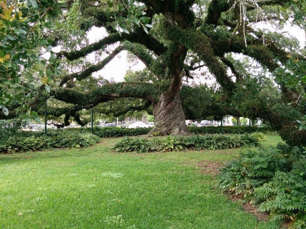 The St. John Cathedral Oak, a 500-year-old oak tree in Lafayette Louisiana