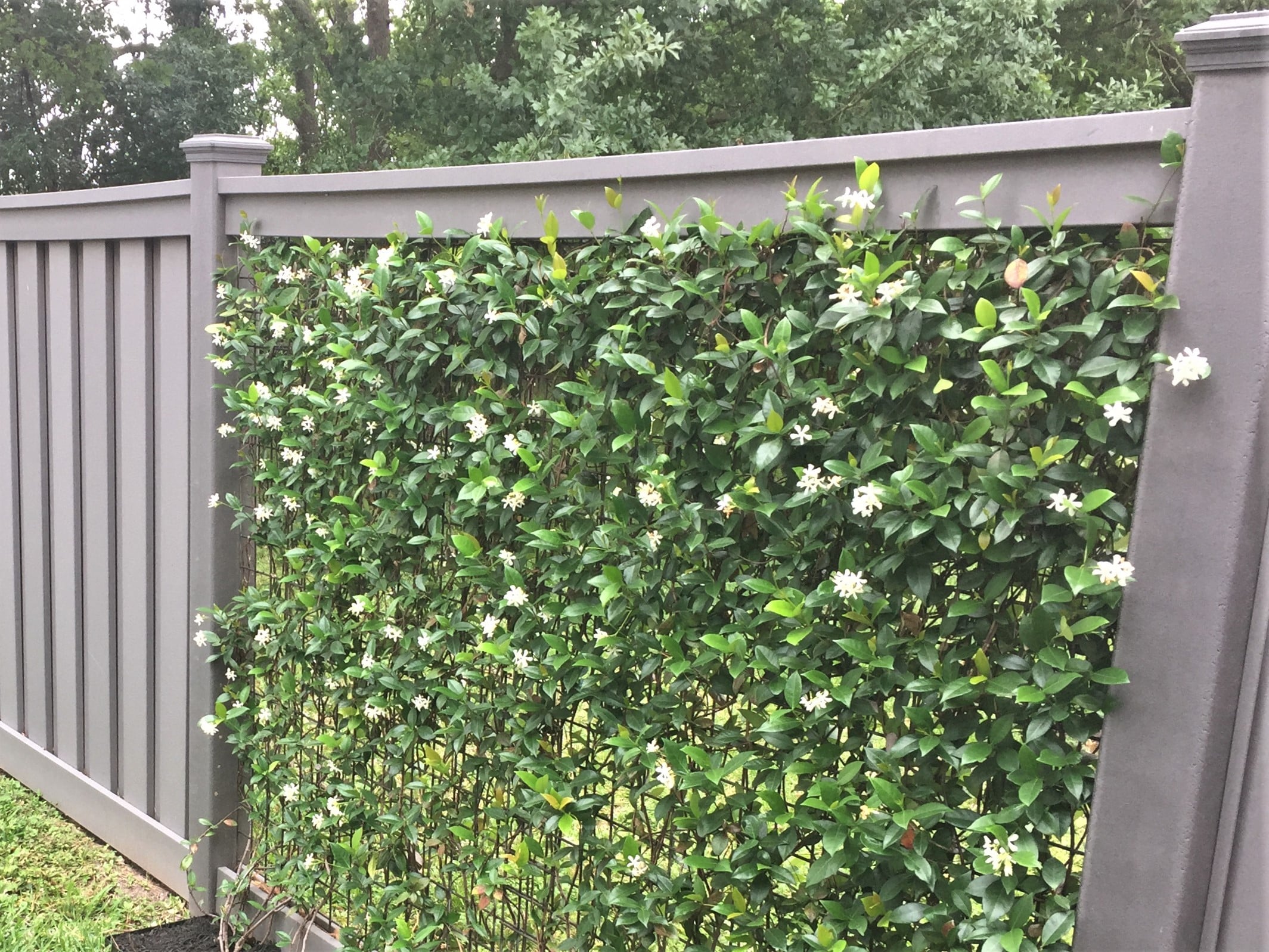 Fence posts by Trex used with wire panels with vines growing through the panel